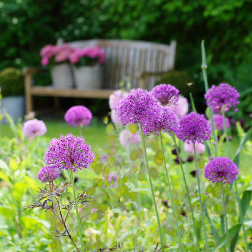 Alliums