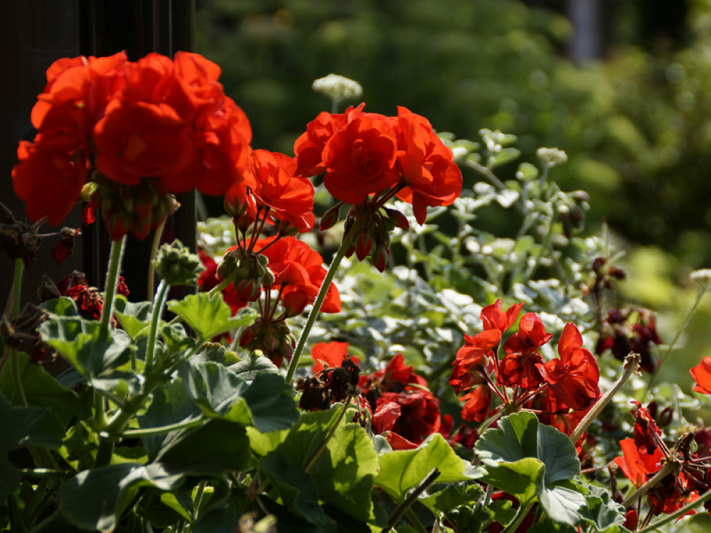 red flowers