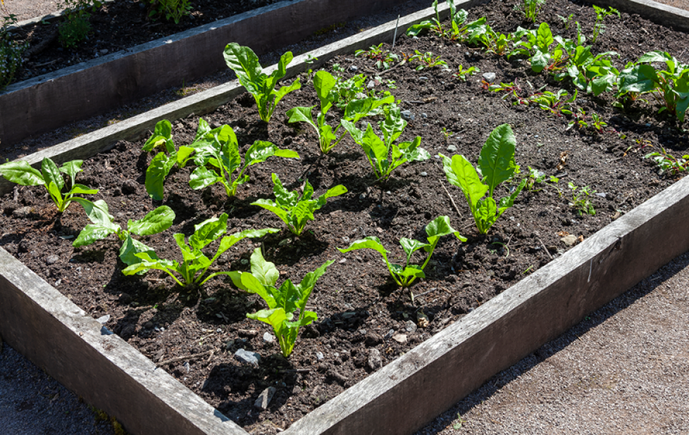Plants growing in an allotment