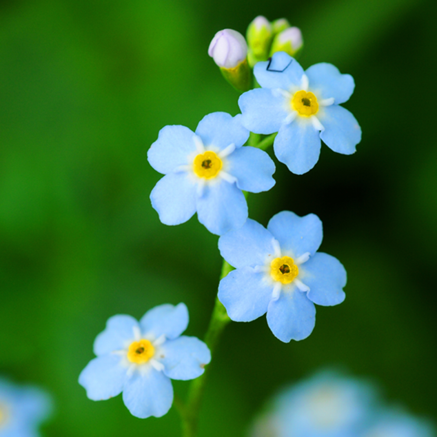 Myosotis (Forget-me-not)