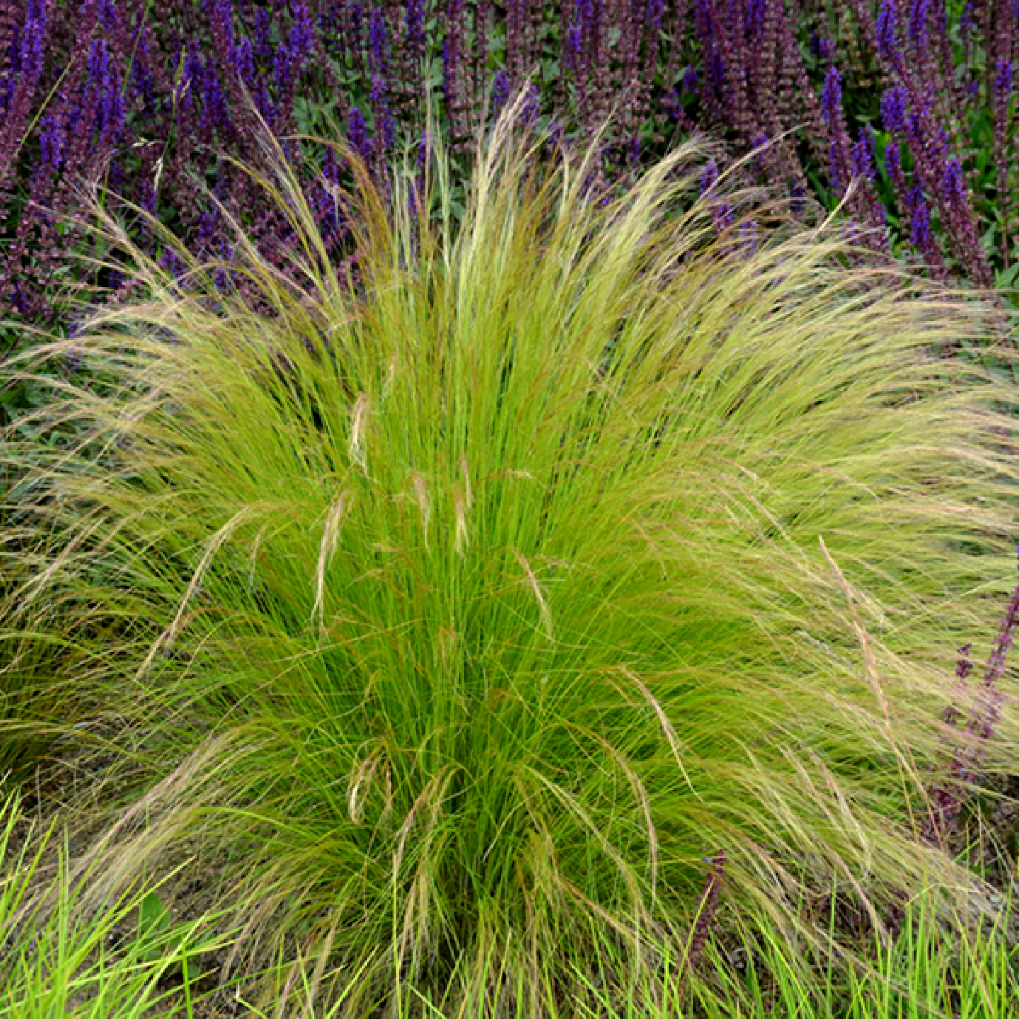 Stipa tenuissima