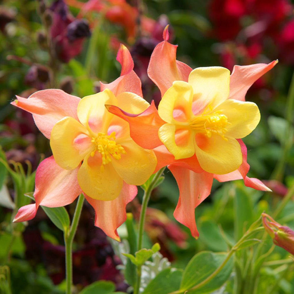 Aquilegia (Columbine)