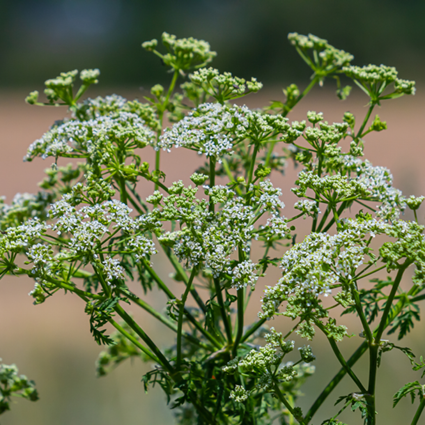 Anthriscus sylvestris (Cow parsley)