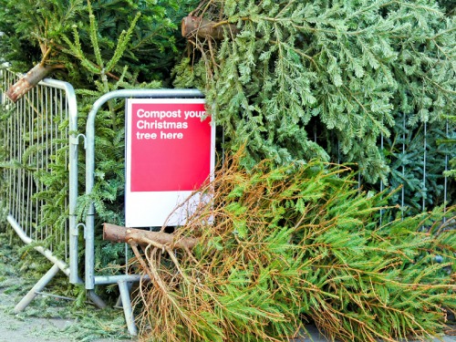 old Christmas trees piled up behind barriers for recycling