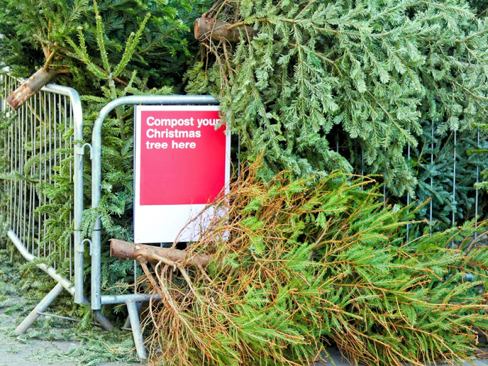 old Christmas trees piled up behind barriers for recycling