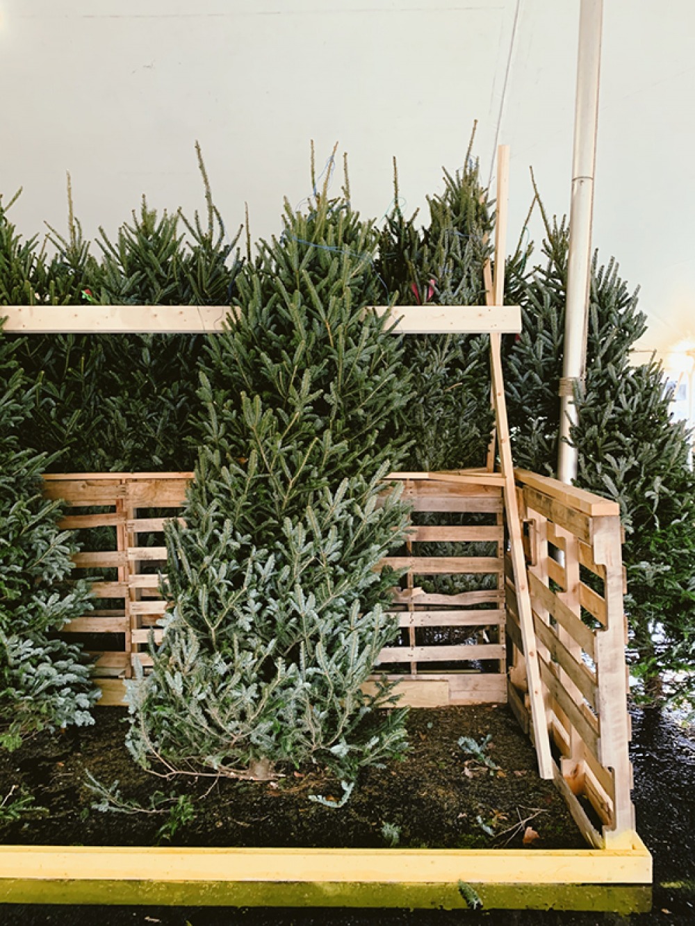 Christmas trees stacked up