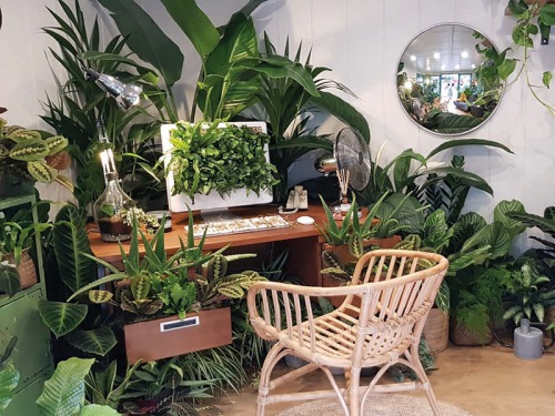 The Plant Workshop Owners on Making a Difference with House Plants