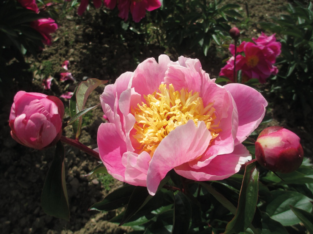 Pink Peony, Gleam of Light