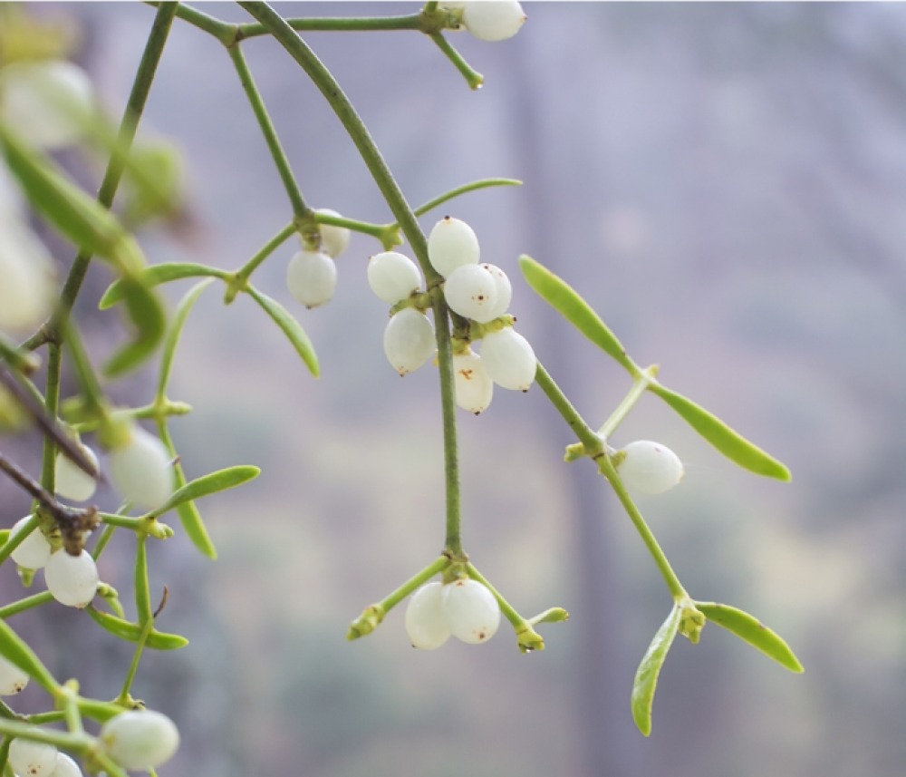 part of mistletoe toe branch with white berries