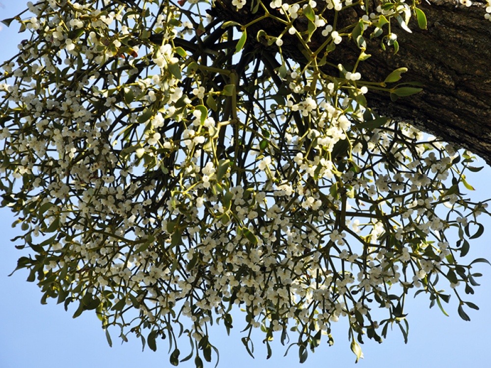 Mistletoe growing on a tree