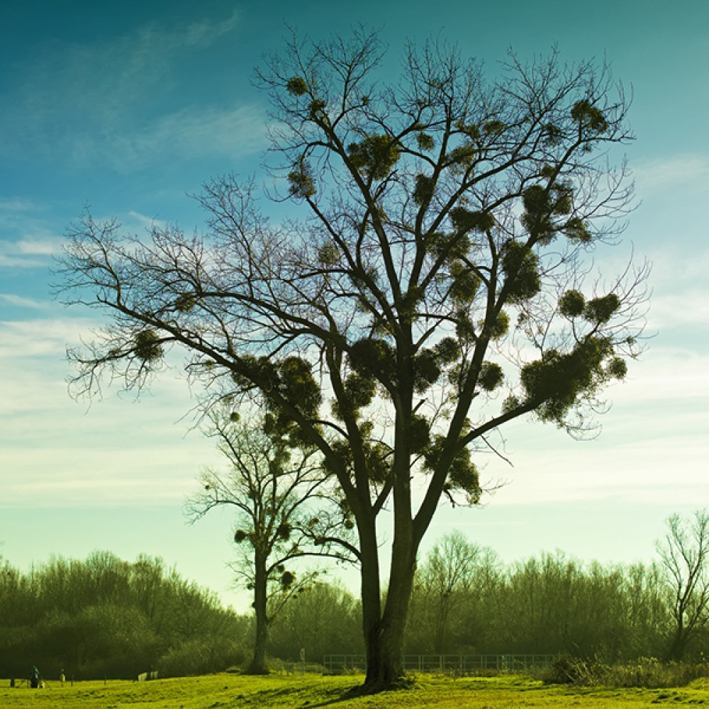 Mistletoe in a bare tree in low winter sun