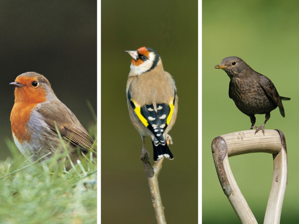 Robin, Goldfinch, Female Blackbird