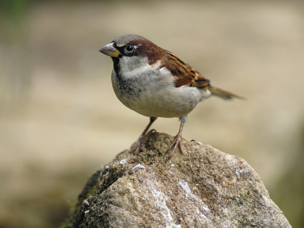 House Sparrow, Ray Kennedy