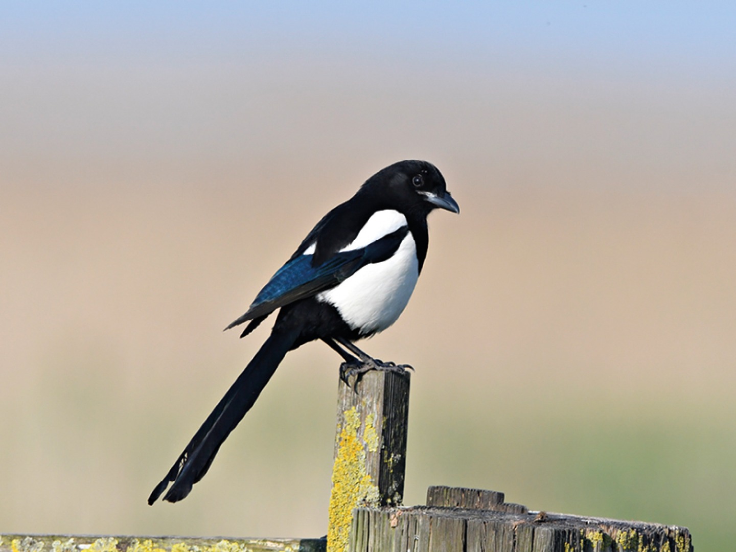 Magpie, Richard Brooks