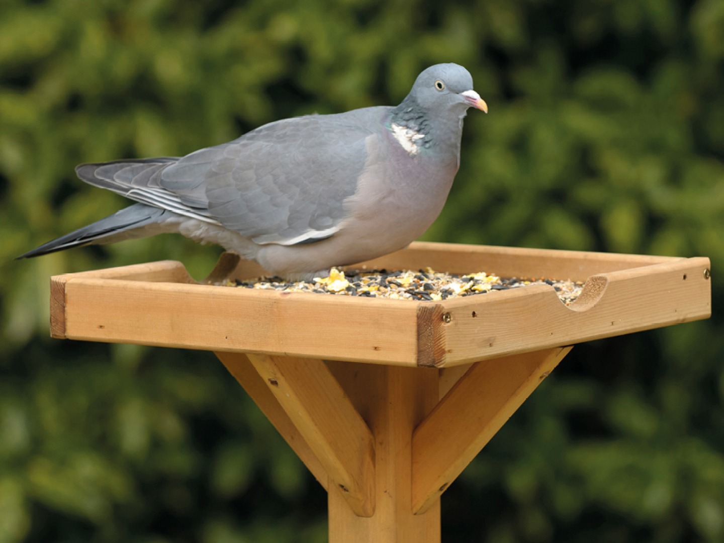 Woodpigeon, Chris Gomersall