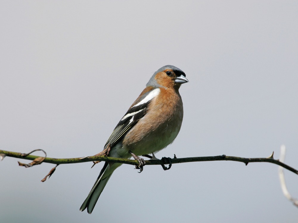 Chaffinch, Andy Hay