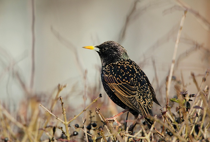 Starling, Andy Hay