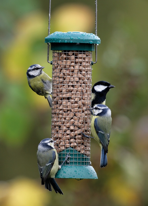 Blue Tit, Nigel Blake
