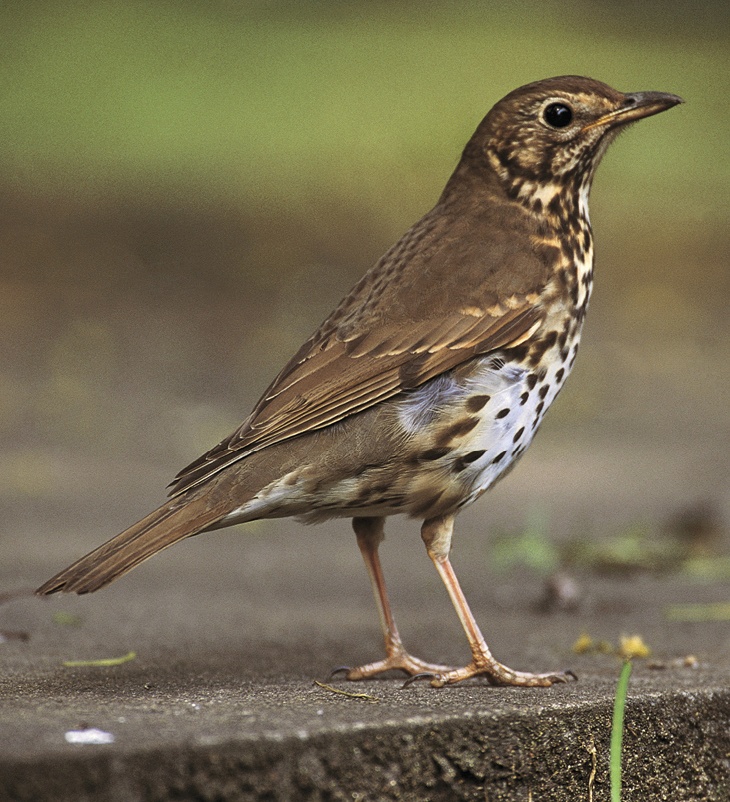 Song Thrush, Chris Gomersall