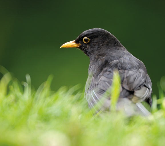 Blackbird, Ray Kennedy