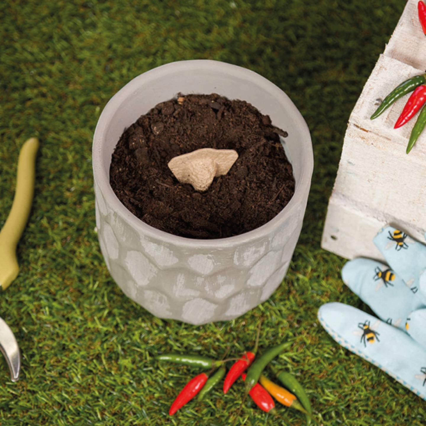 plant pot with a seed kit planted