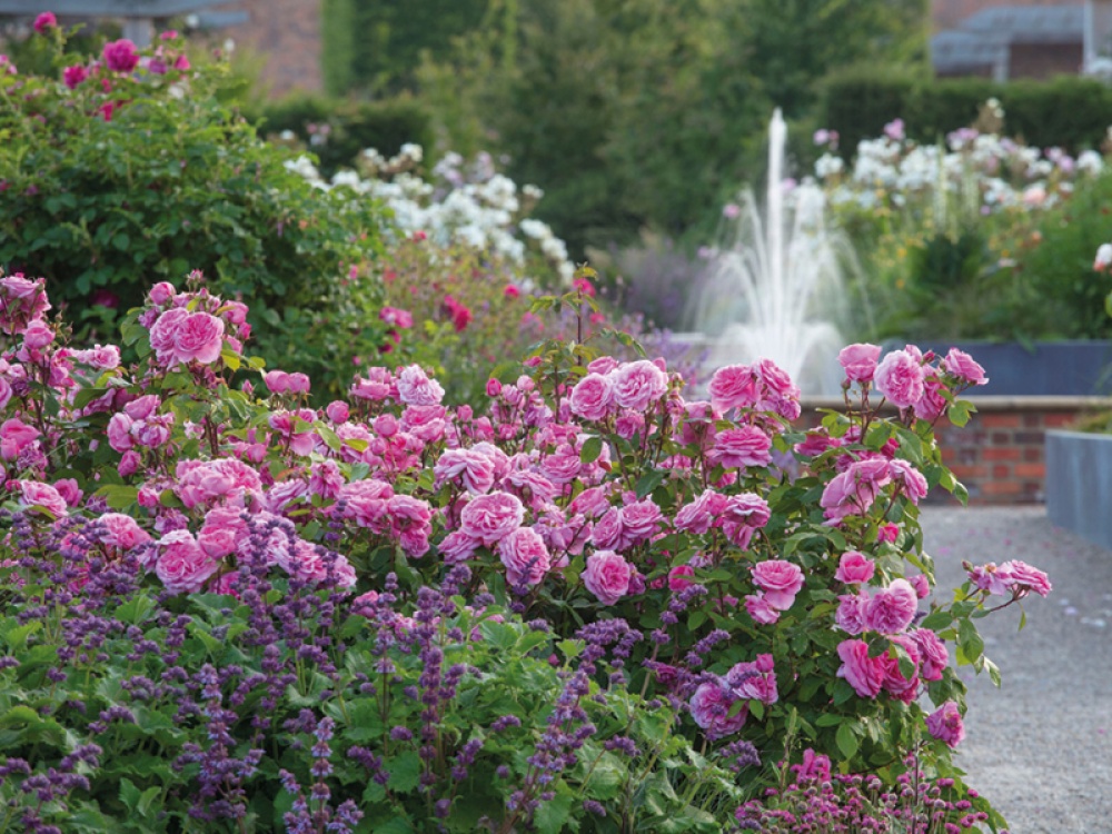 English garden