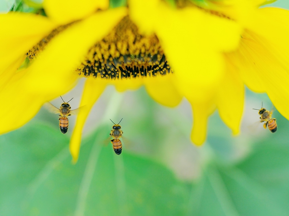 Bees on Yellow Flowers