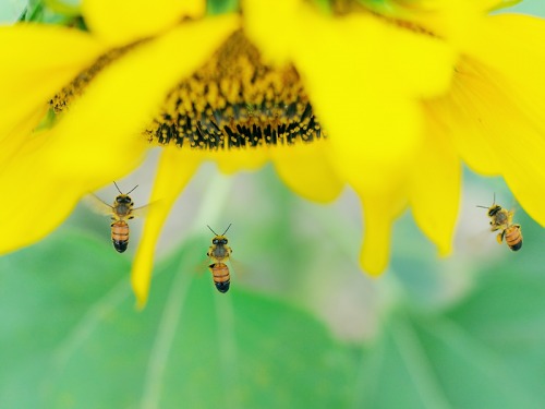 The Travelling Bee Company in Gateshead Explain What We Can Do to Protect Bees