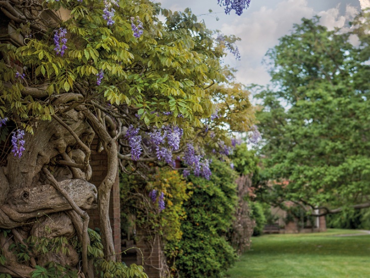 Wisteria in your Garden