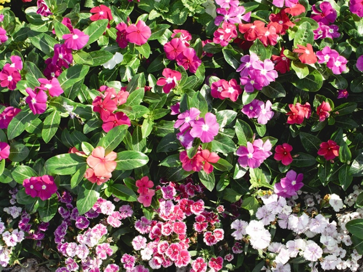 What to Plant for a Perfect Summer Garden