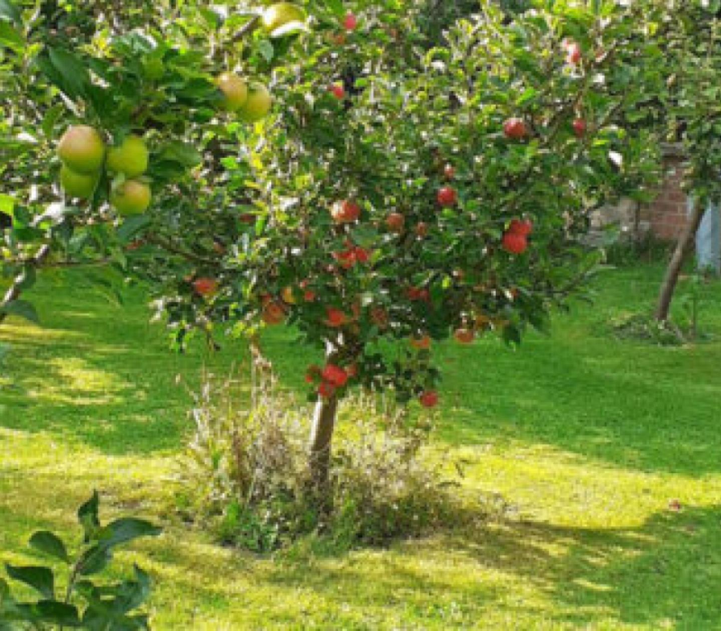 Jesmond Community Orchard
