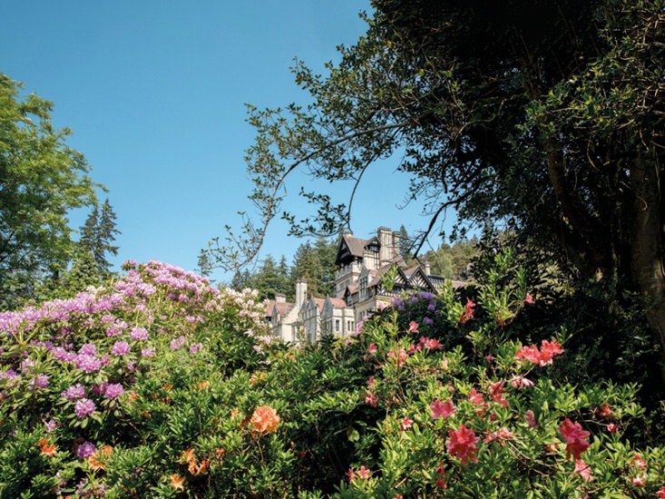 The Rhododendrons in Bloom at Cragside