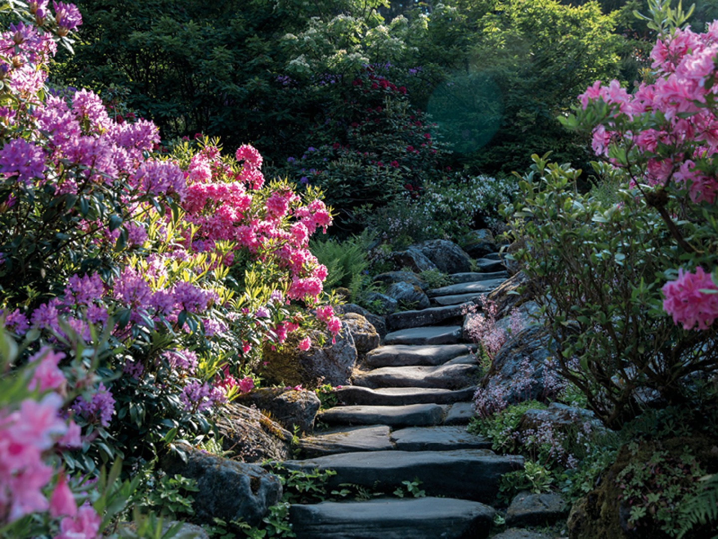 Stone steps through the Rhododendrons