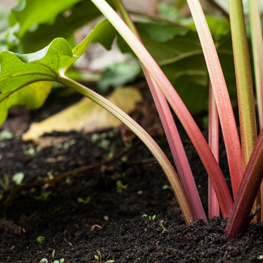 growing Rhubarb
