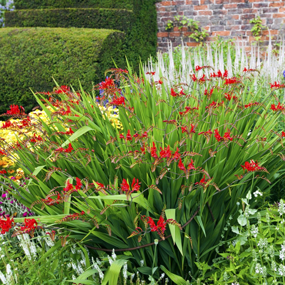 Spring flowers in borders