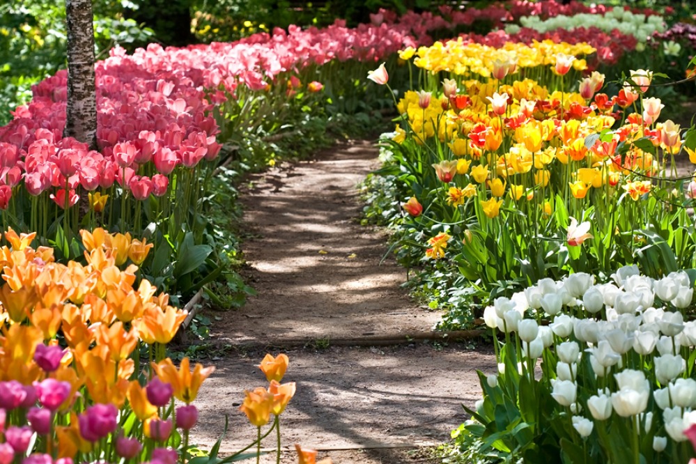 Pathway lined with colourful tulips