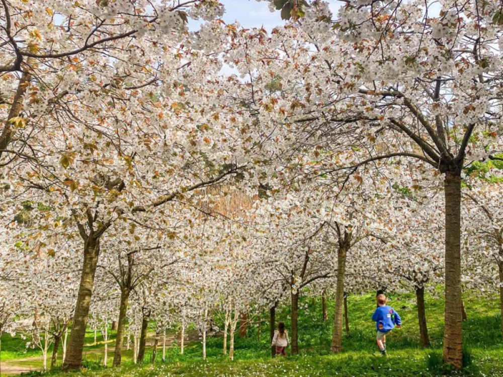 Blossom trees at The Alnwick Garden