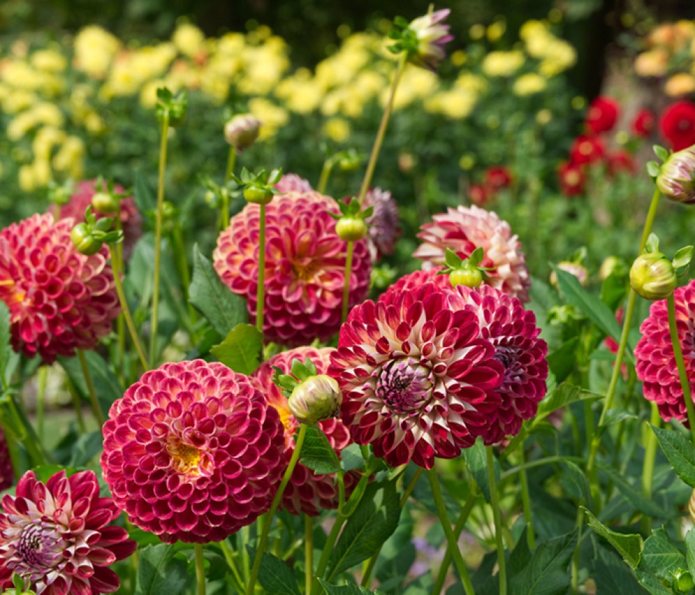 Red Ball Dahlia blossoms in a garden under sunlight. Yellow blurred Dahlias in the background.