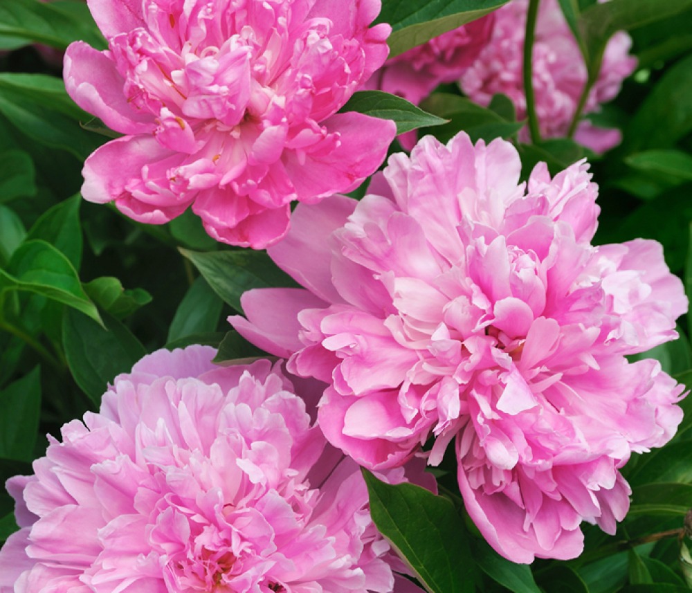 Pink Peonies