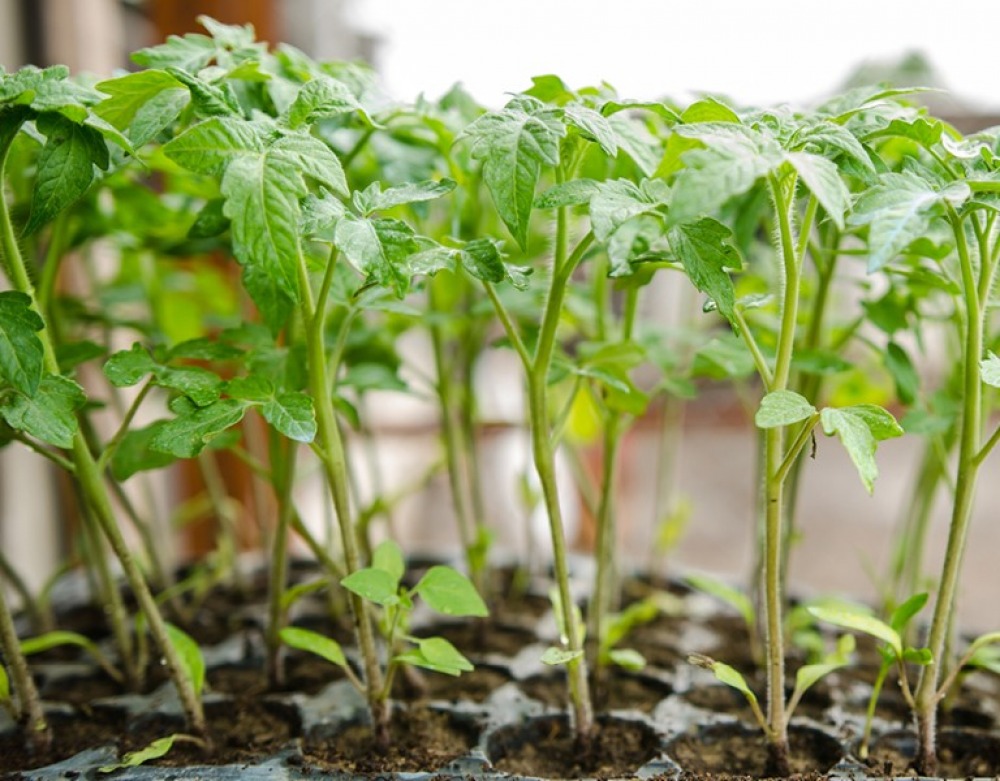 Tomatoes seedlings. Tomato seedlings in a greenhouse, before plantation