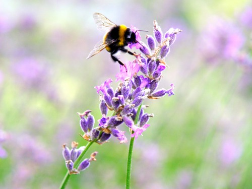 What to Do in the Garden in August