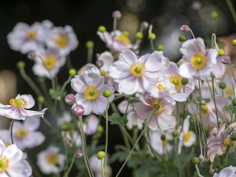 Japanese Anemone (Anemone × hybrida)
