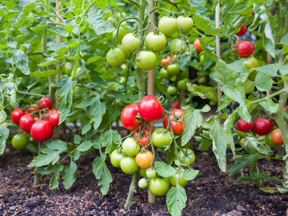 Tomatoes growing