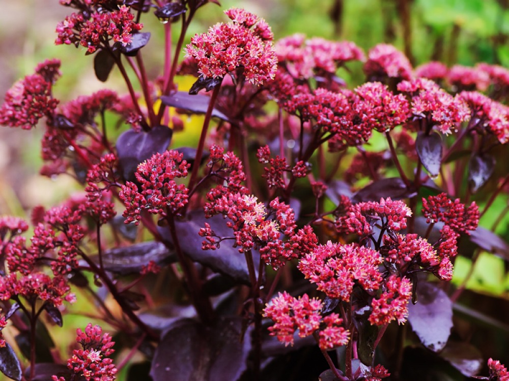 Hylotelephium spectabile (aka Sedum)