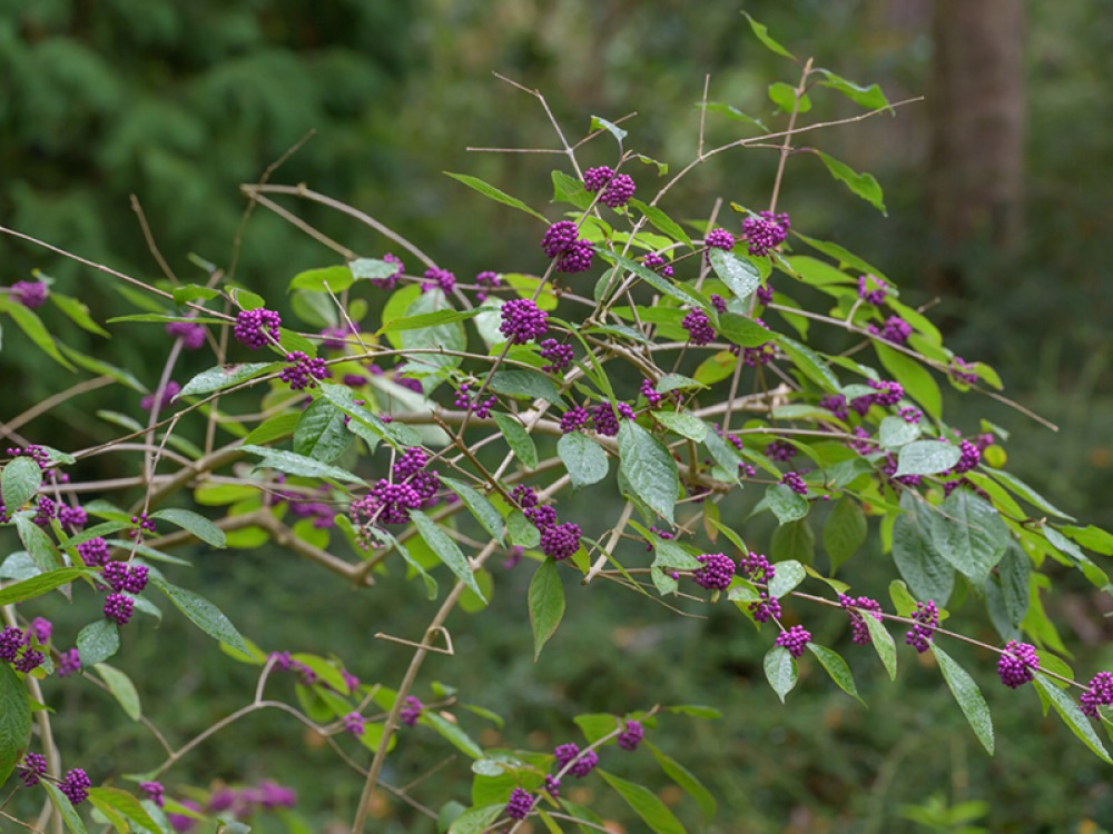 Callicarpa bodinieri ‘Profusion’