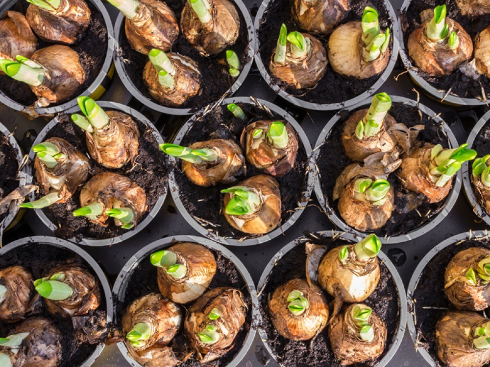 Bulbs in pots ready to plant