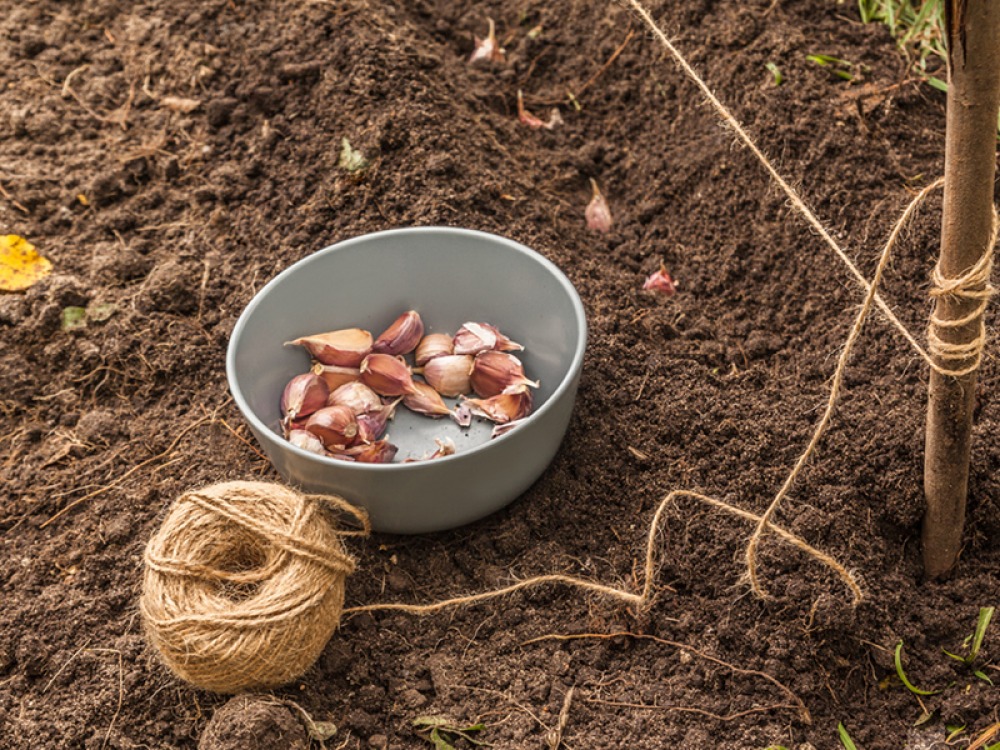 planting garlic with a line of twine