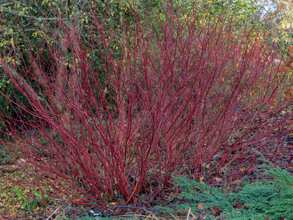 red plant Cornus alba ‘Sibirica’