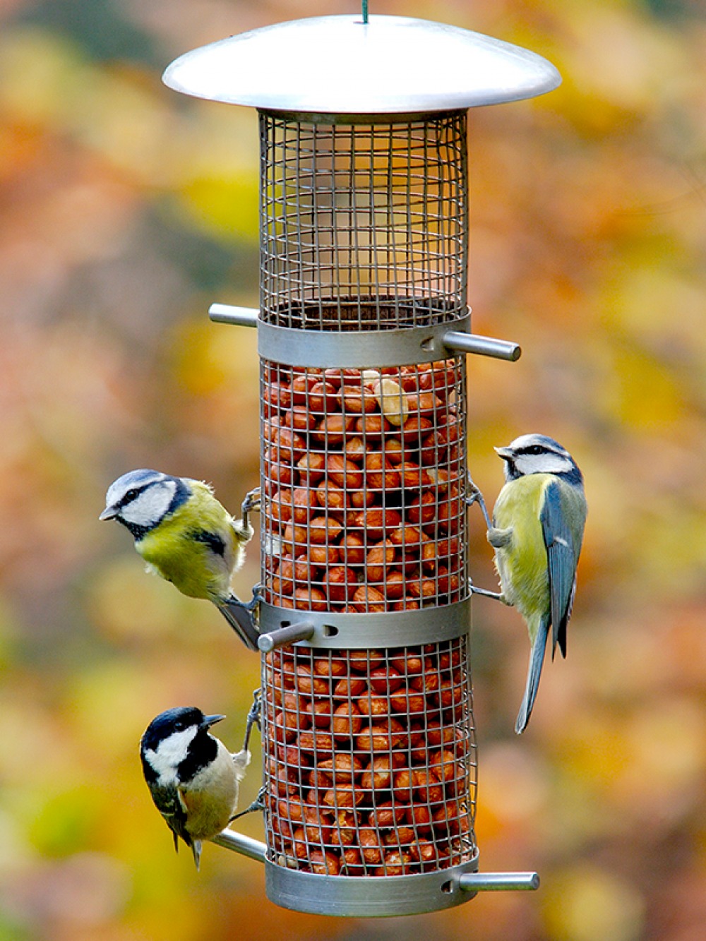 Tits on a peanut feeder