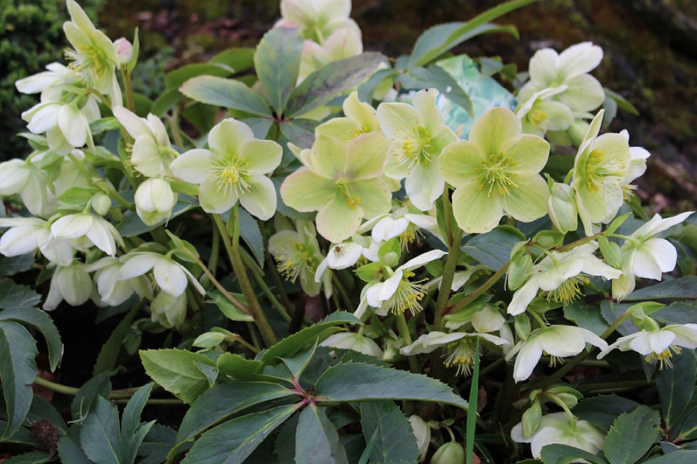 Helleborus orientalis (Lenten Rose)